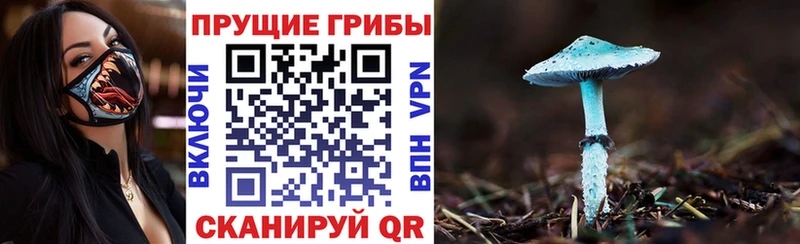 Псилоцибиновые грибы мицелий  продажа наркотиков  Владивосток 